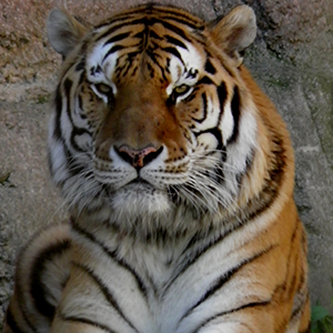 amur tiger fact sheet