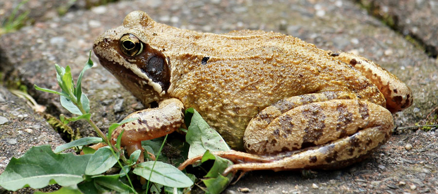 Frog & Toad Survey - Wisconsin DNR
