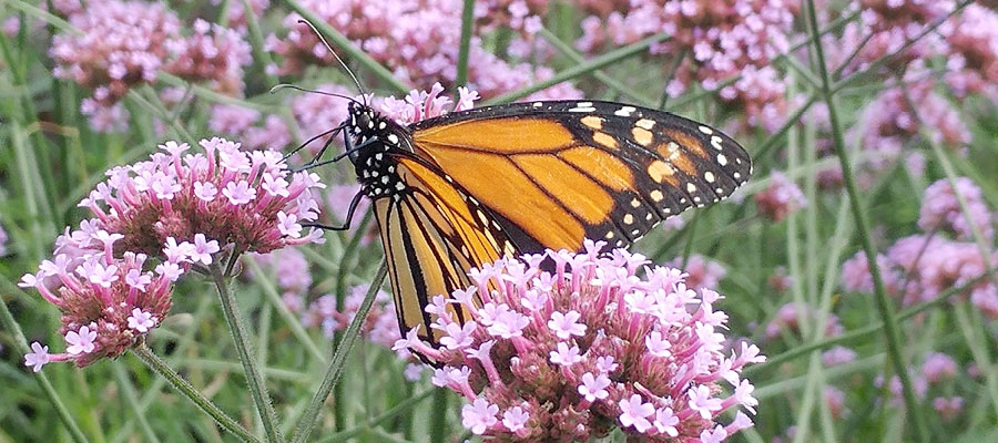 Zoo Conservation Programs