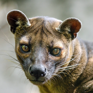 fossa fact sheet
