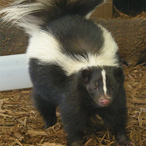 Striped Skunk