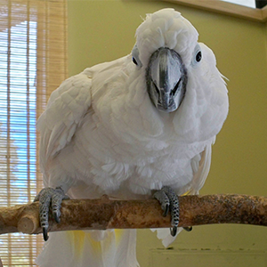 white umbrella cockatoo fact sheet